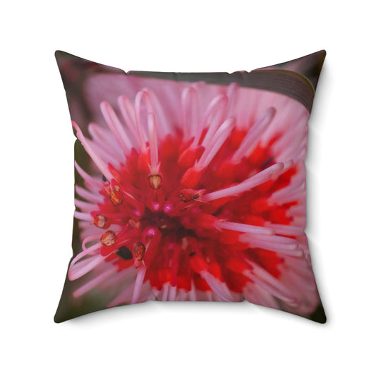 Grevillea Cushion