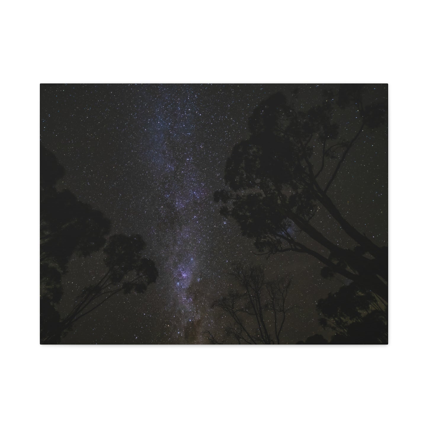 Dryandra Skies 3 Canvas Print