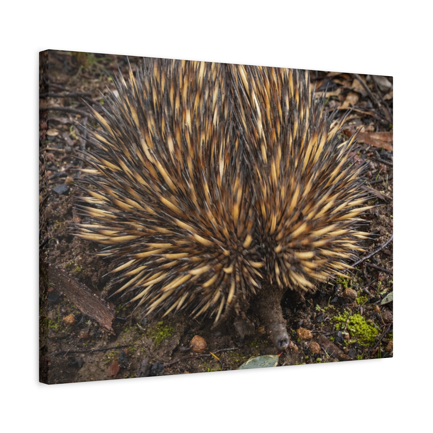 Spikey Canvas Print