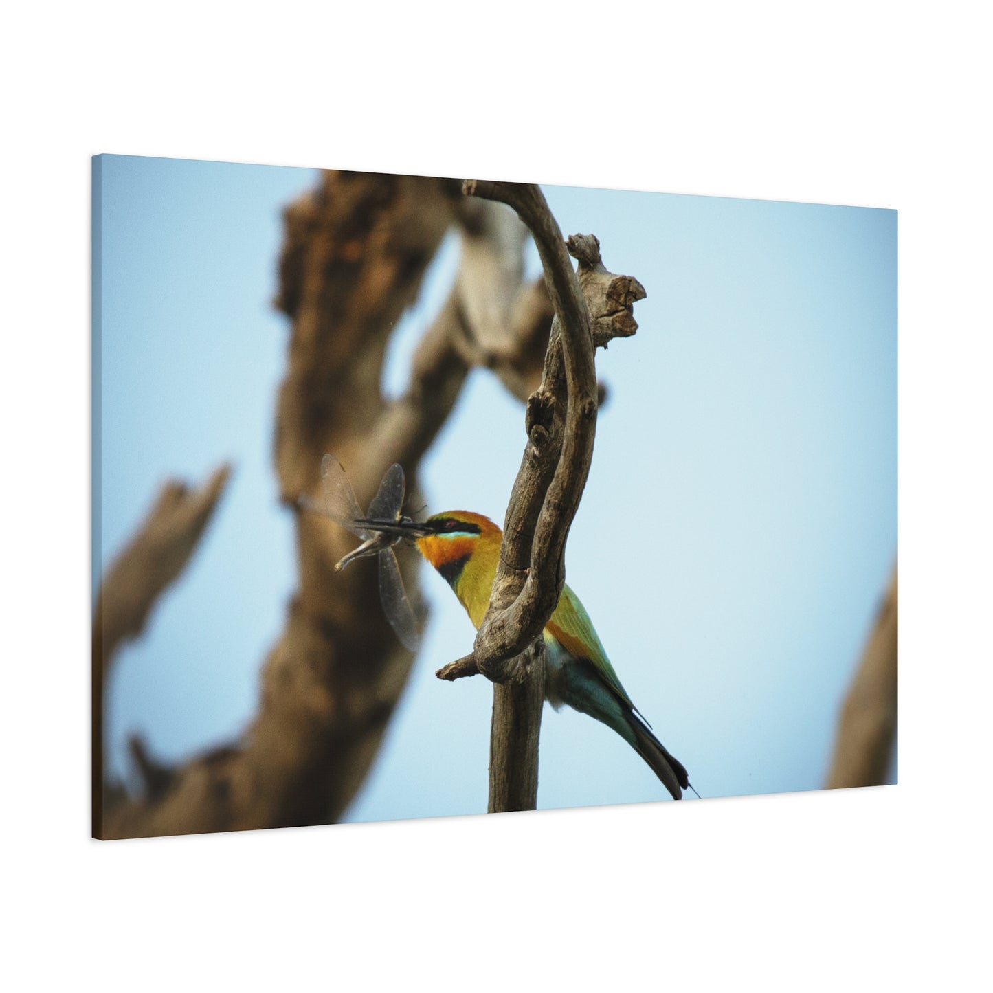 Bee Eater Canvas Print