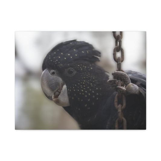 Black Bird Canvas Print