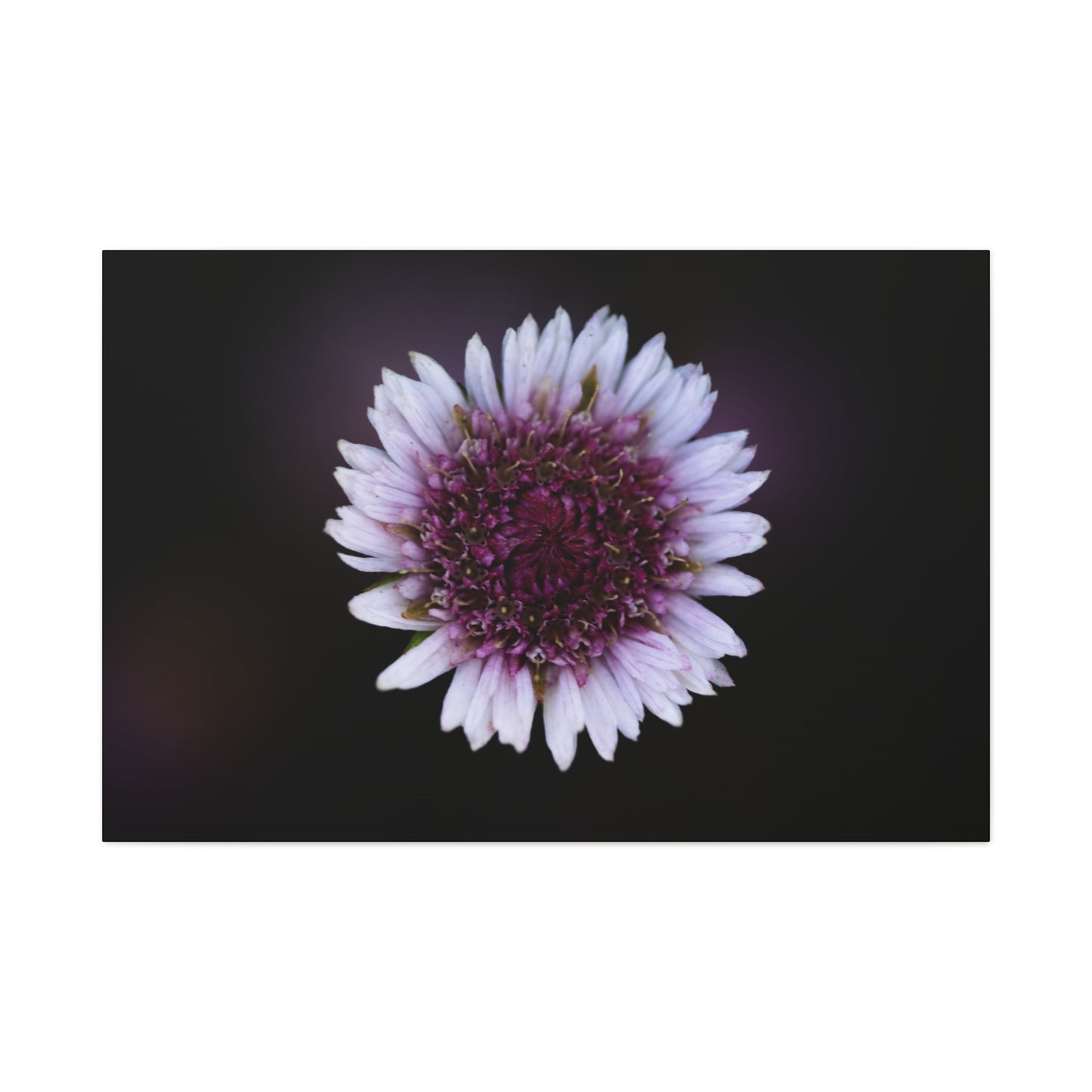 Pink Daisy Canvas Print