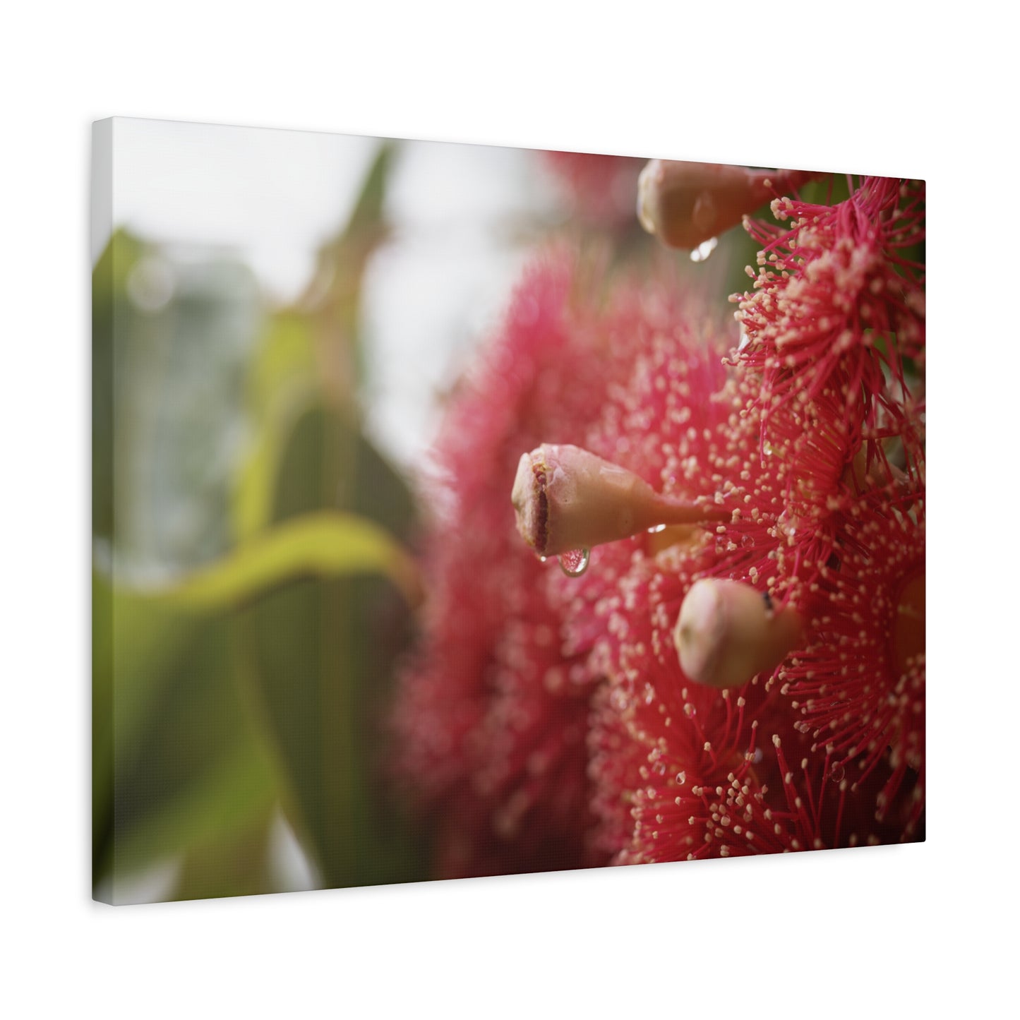 Flowering Gum Canvas Print