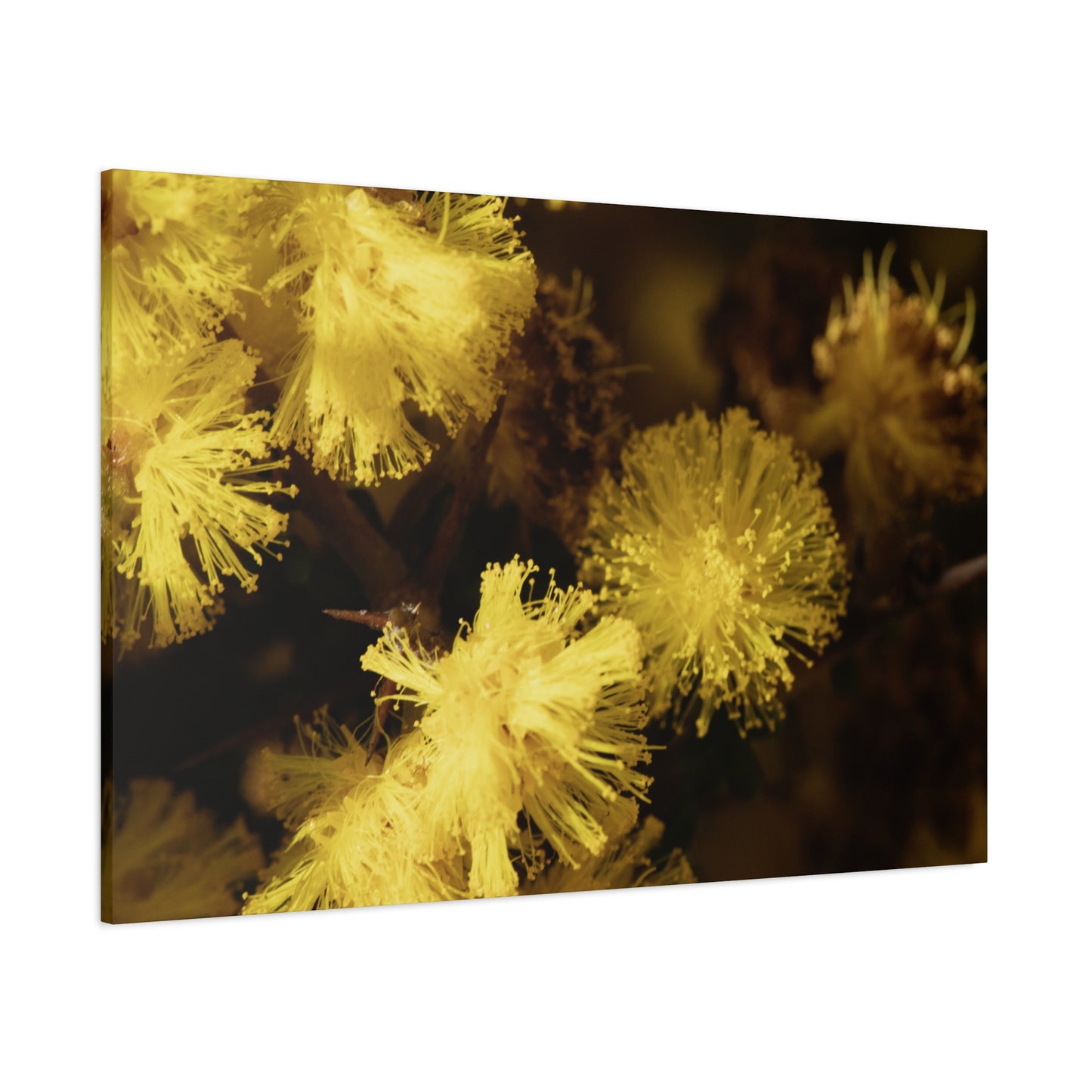 Wattle Canvas Print