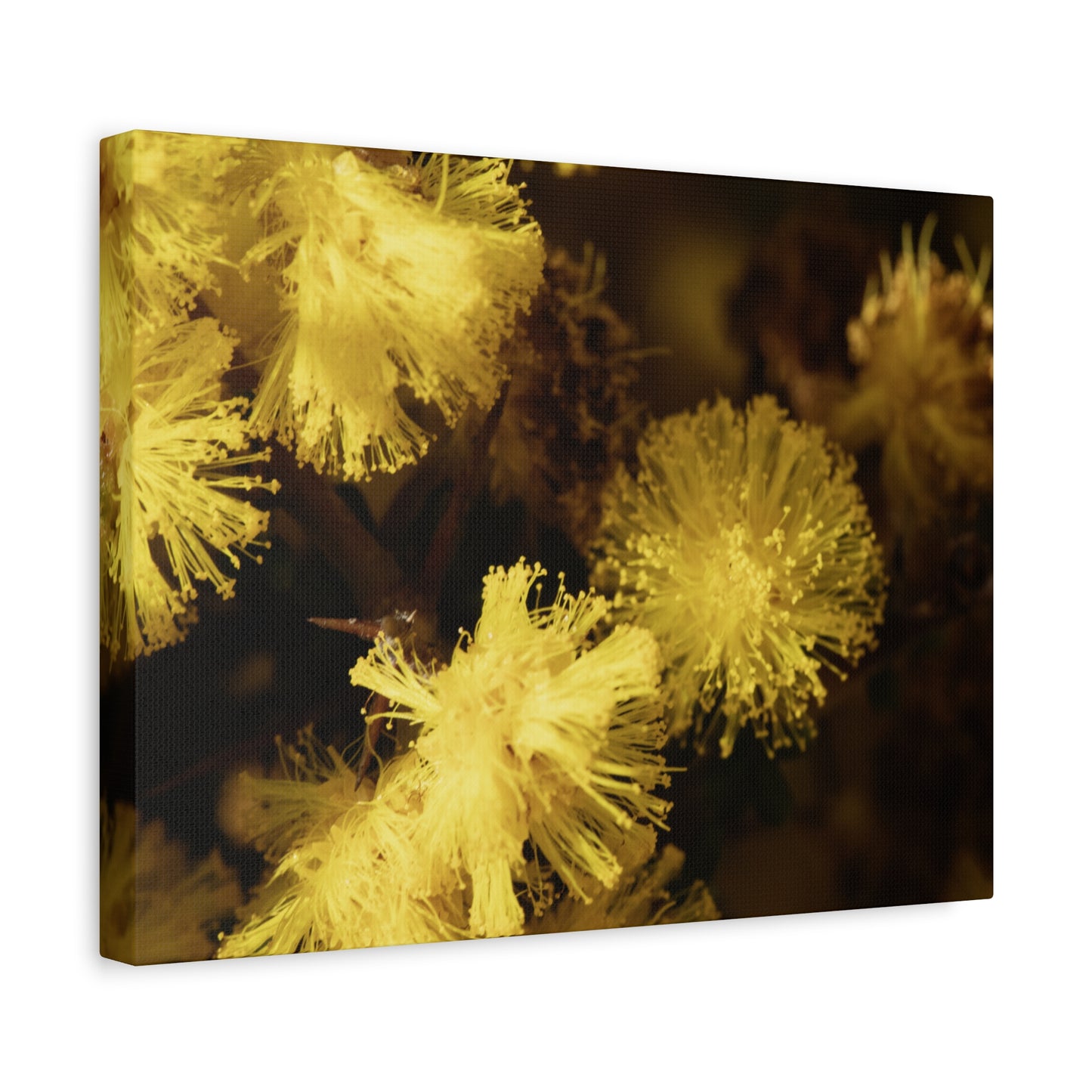 Wattle Canvas Print