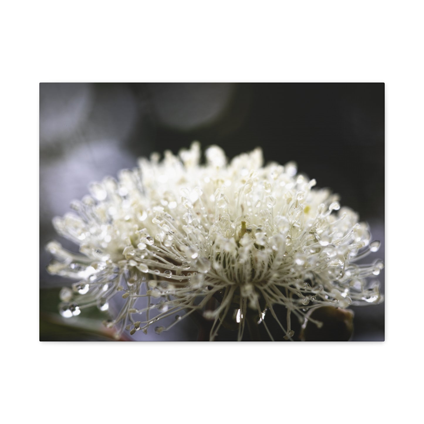 Marri Bloom Canvas Print