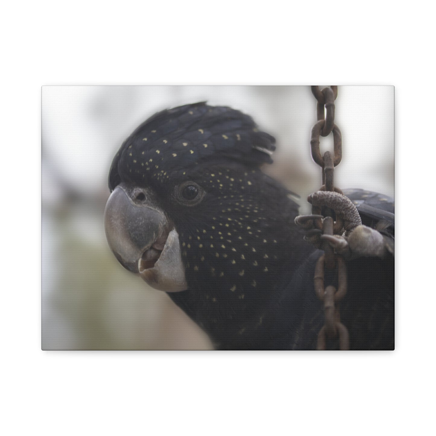 Black Bird Canvas Print