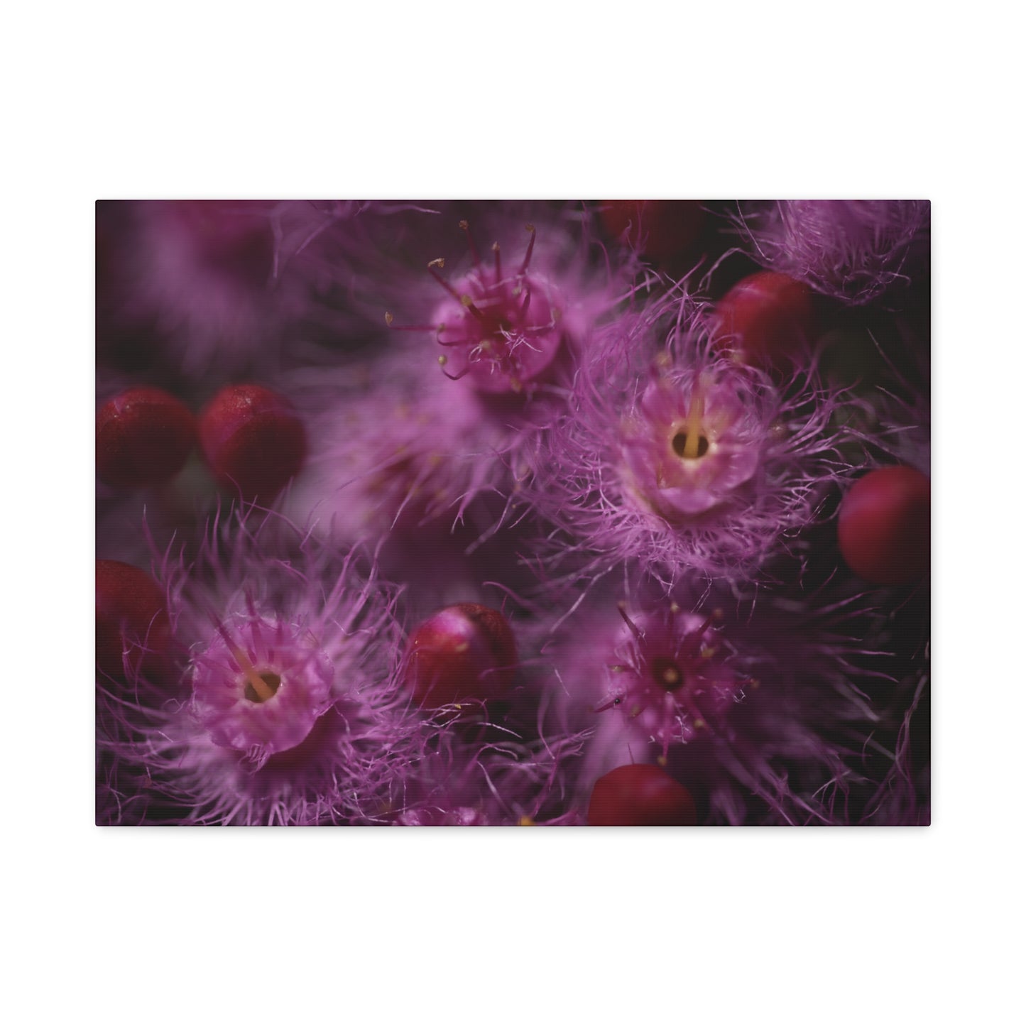 Verticordia Canvas Print