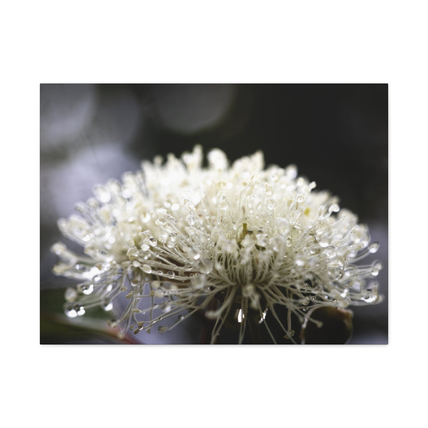 Marri Bloom Canvas Print