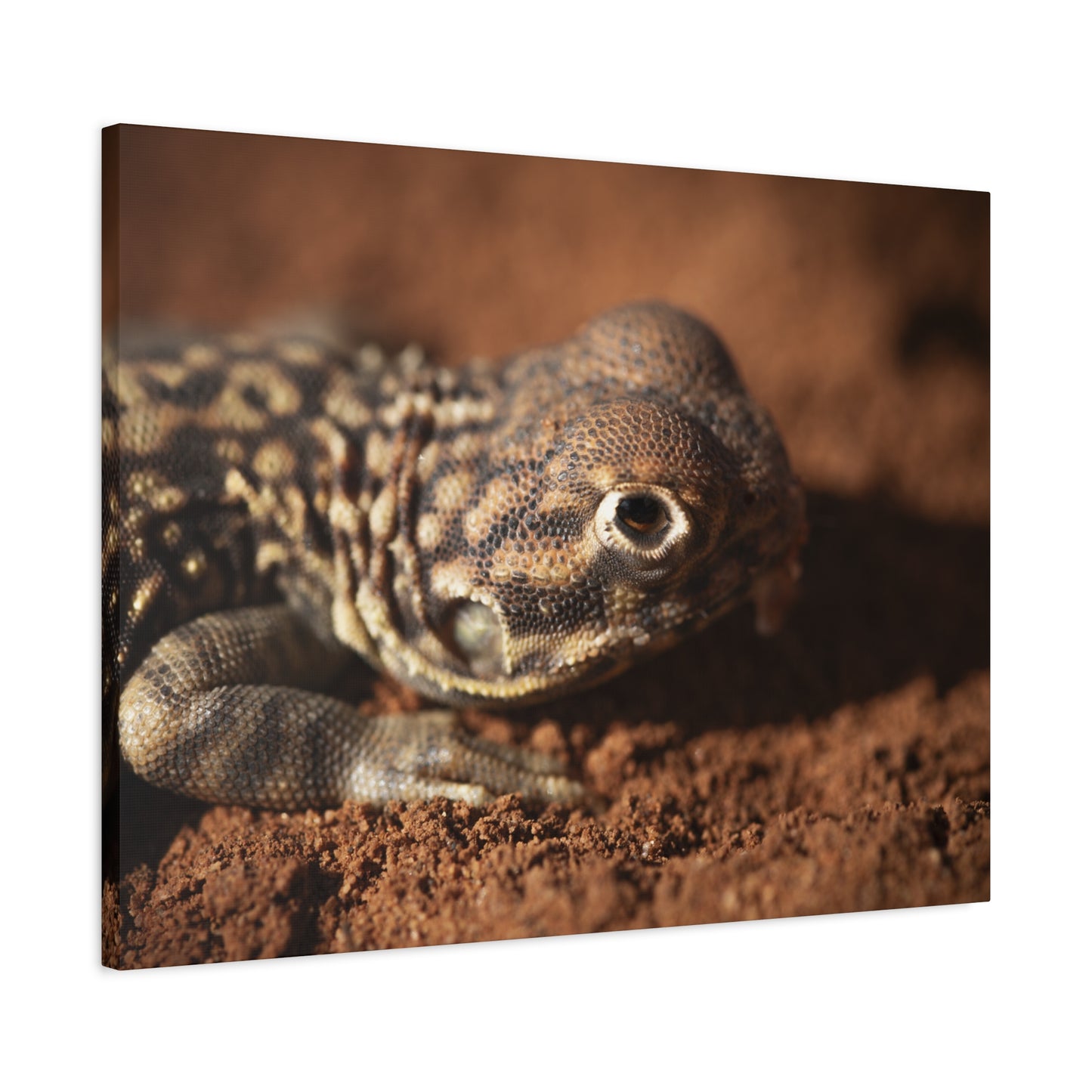 Lizard Canvas Print