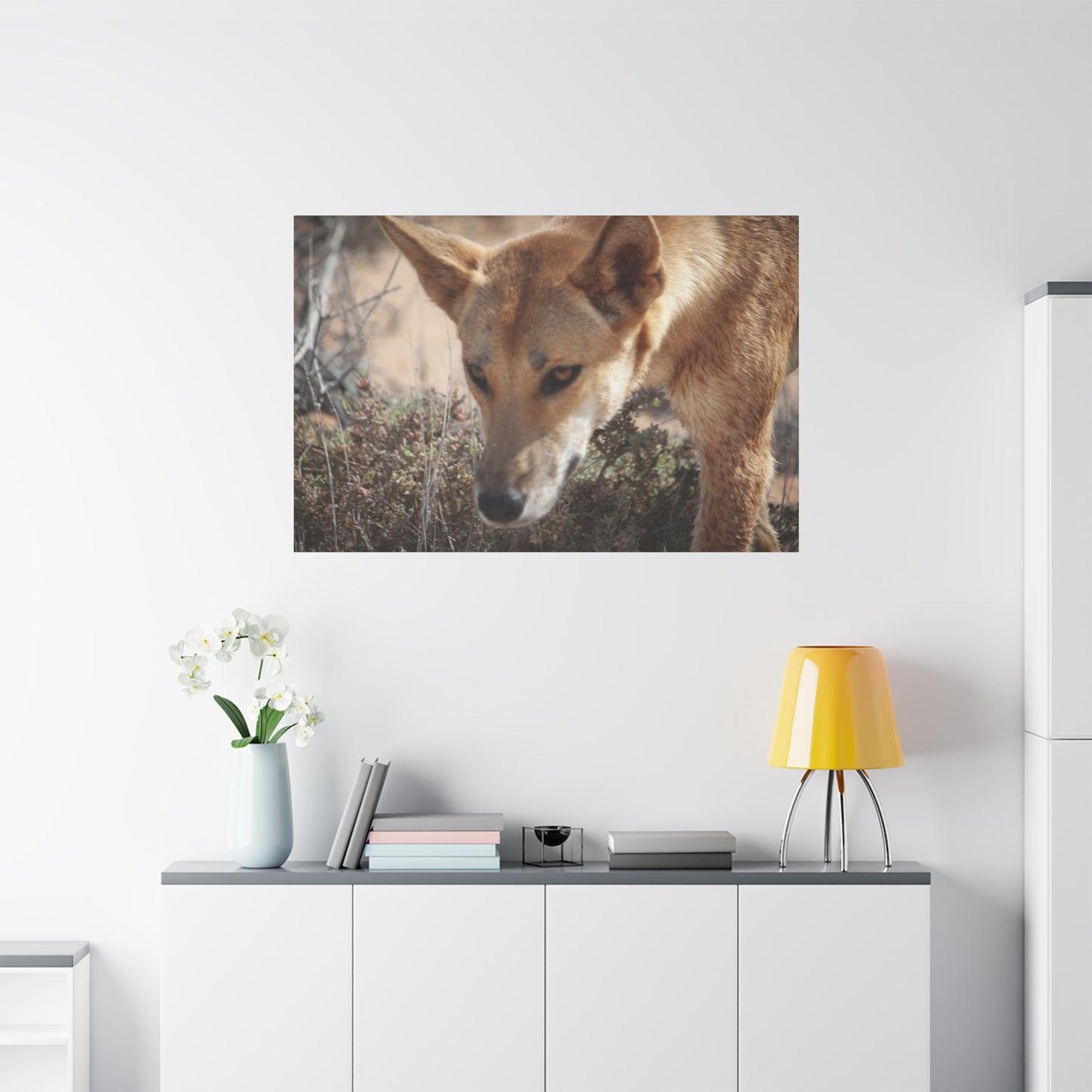 Dingo Canvas Print