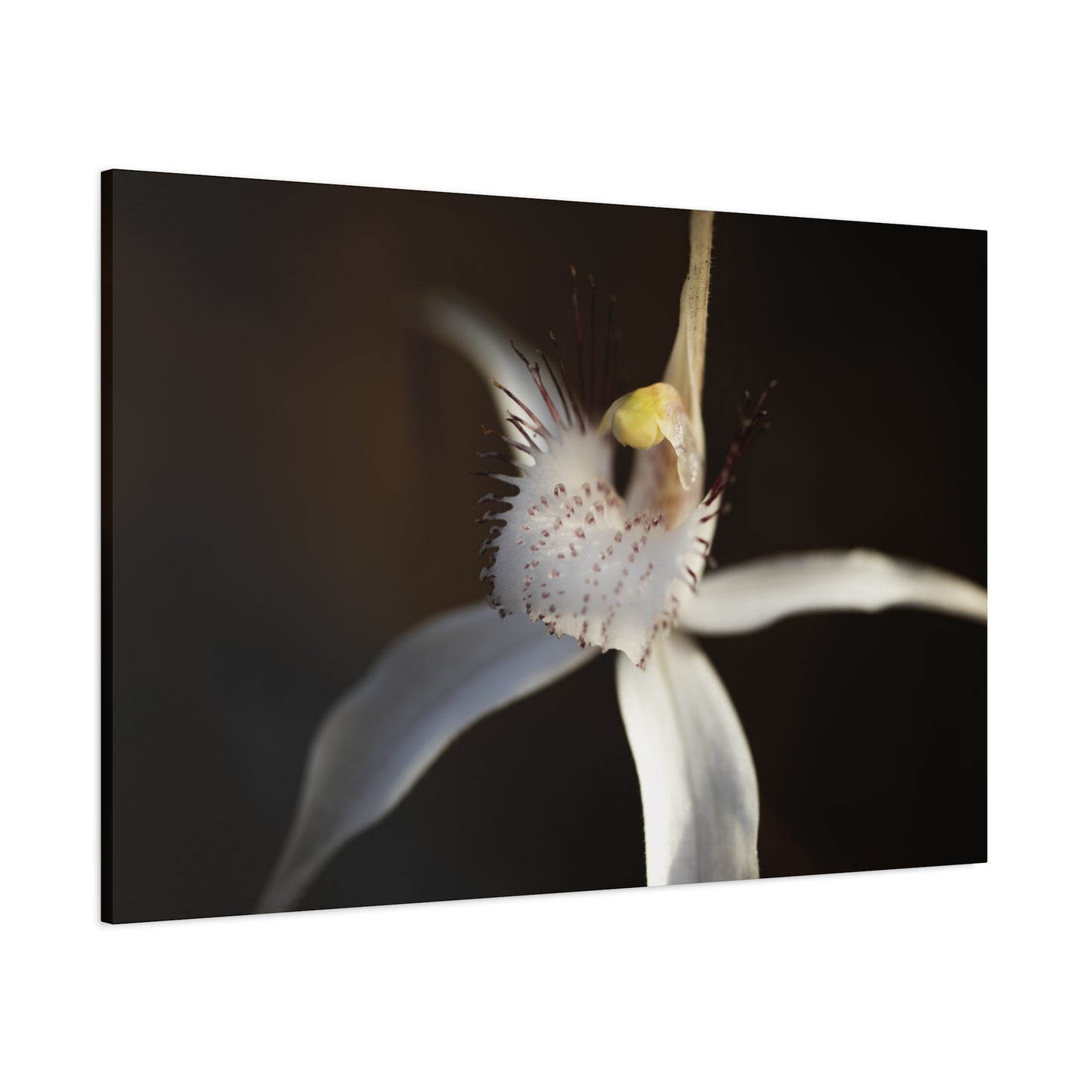 White Spider Orchid Canvas Print