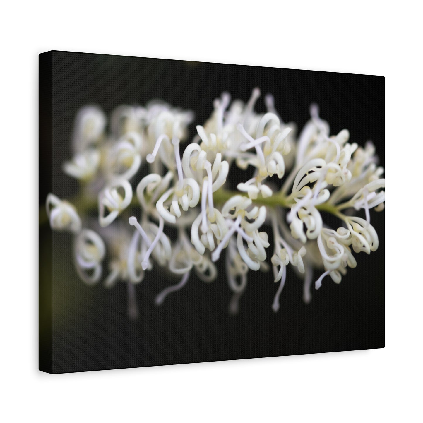 White Canvas Print