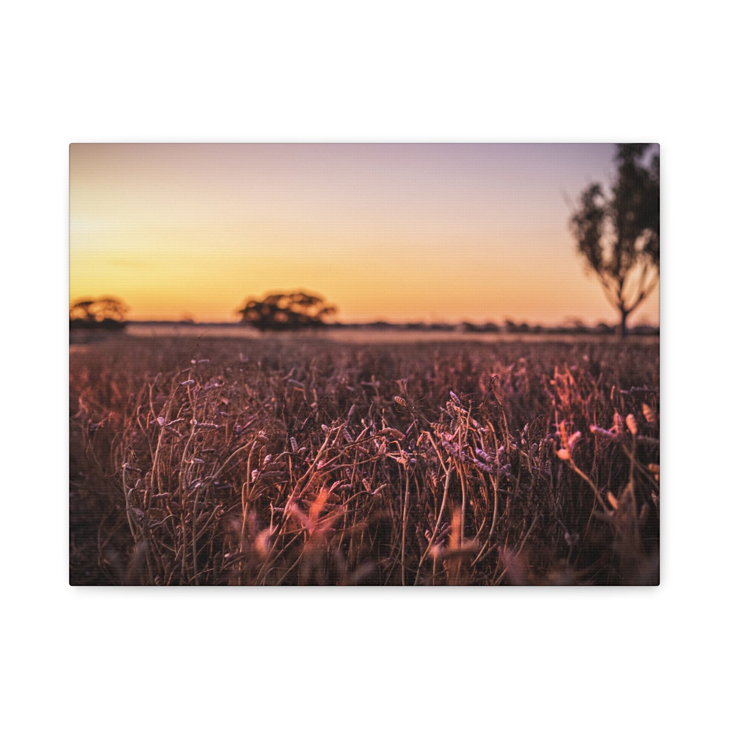 Paddock 2 Canvas Print