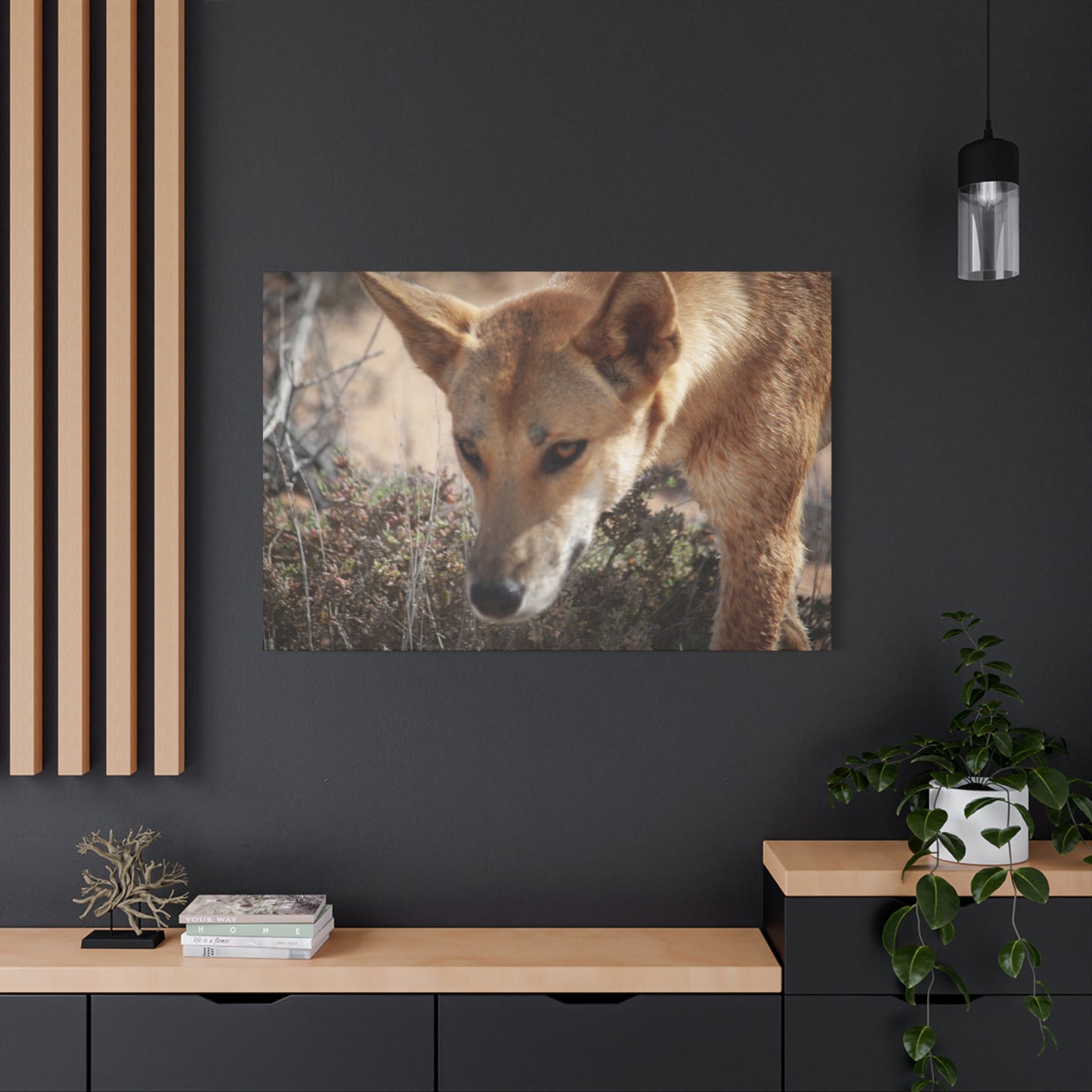 Dingo Canvas Print