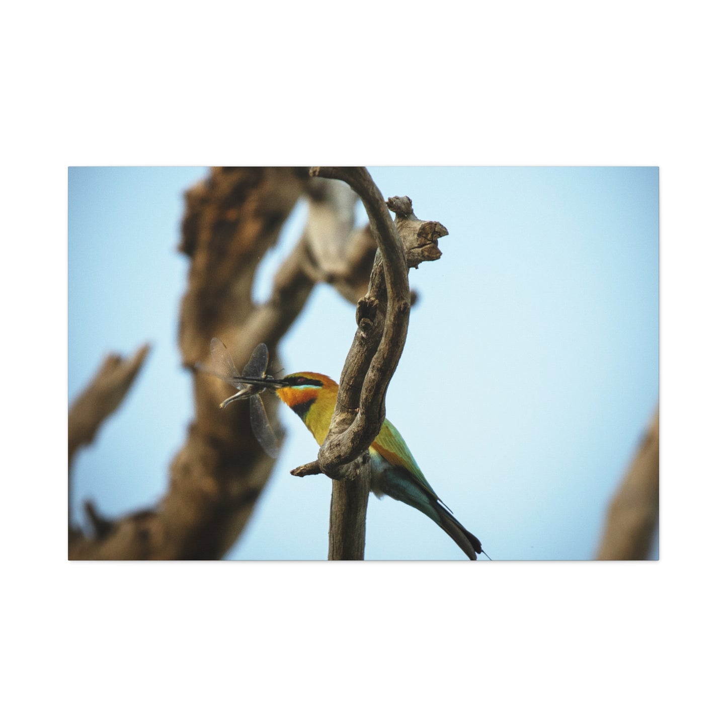 Bee Eater Canvas Print