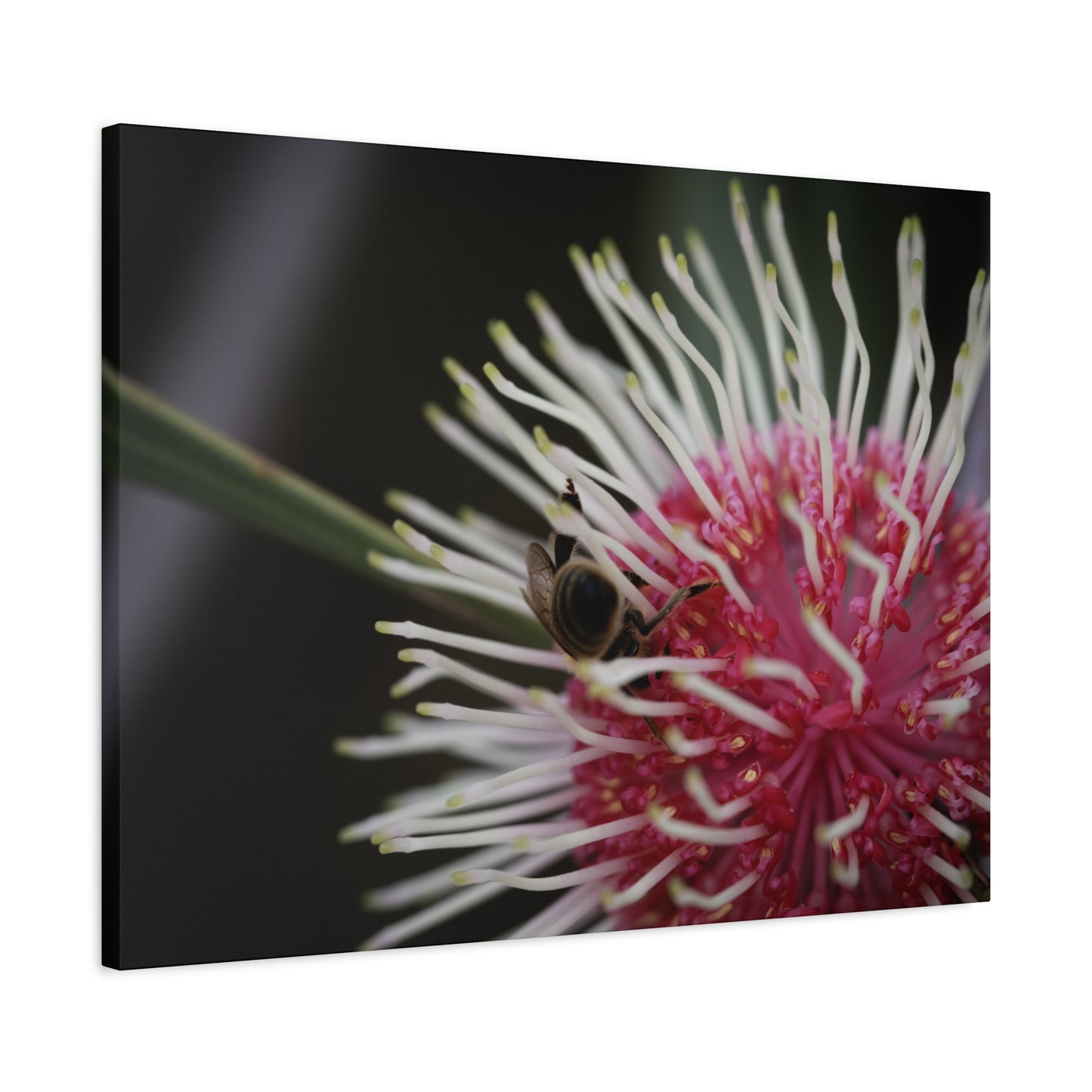 Pin Cushion Canvas Print