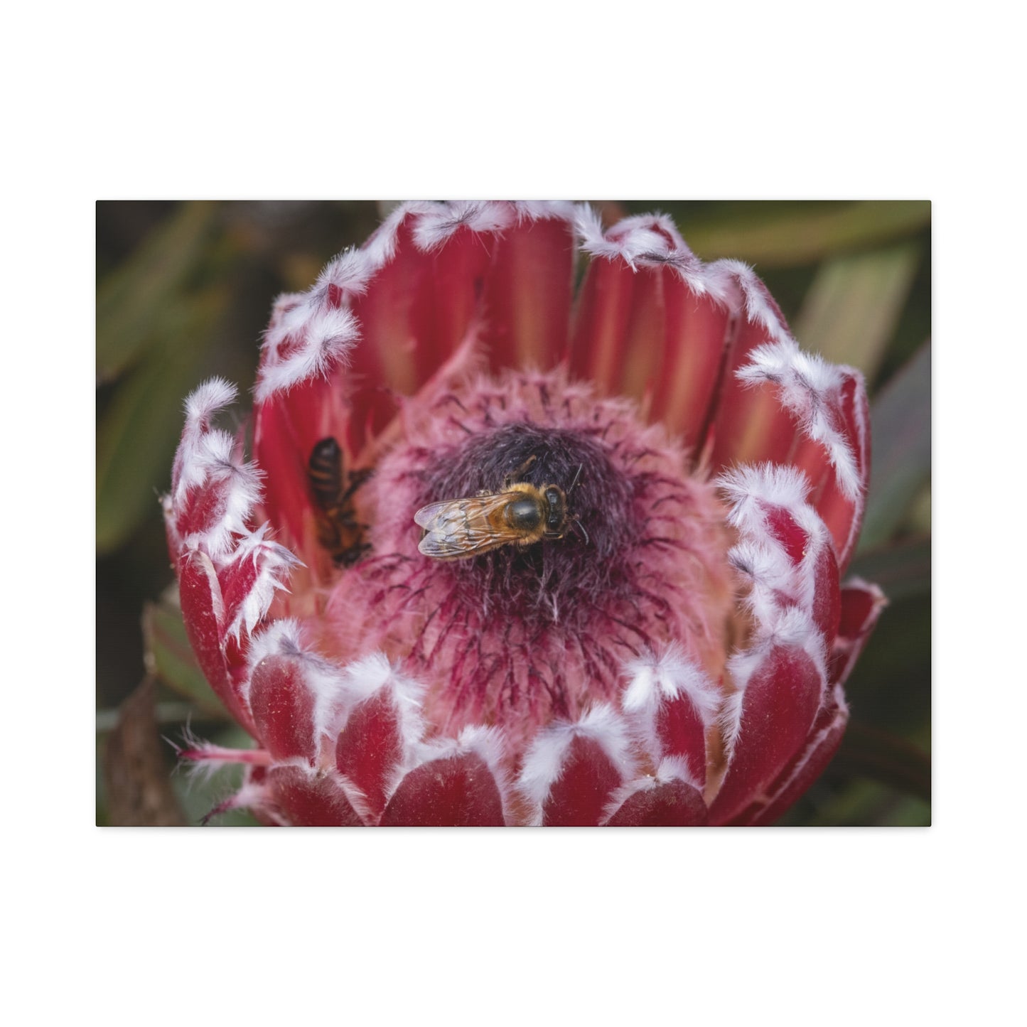 Feeding Bee Canvas Print