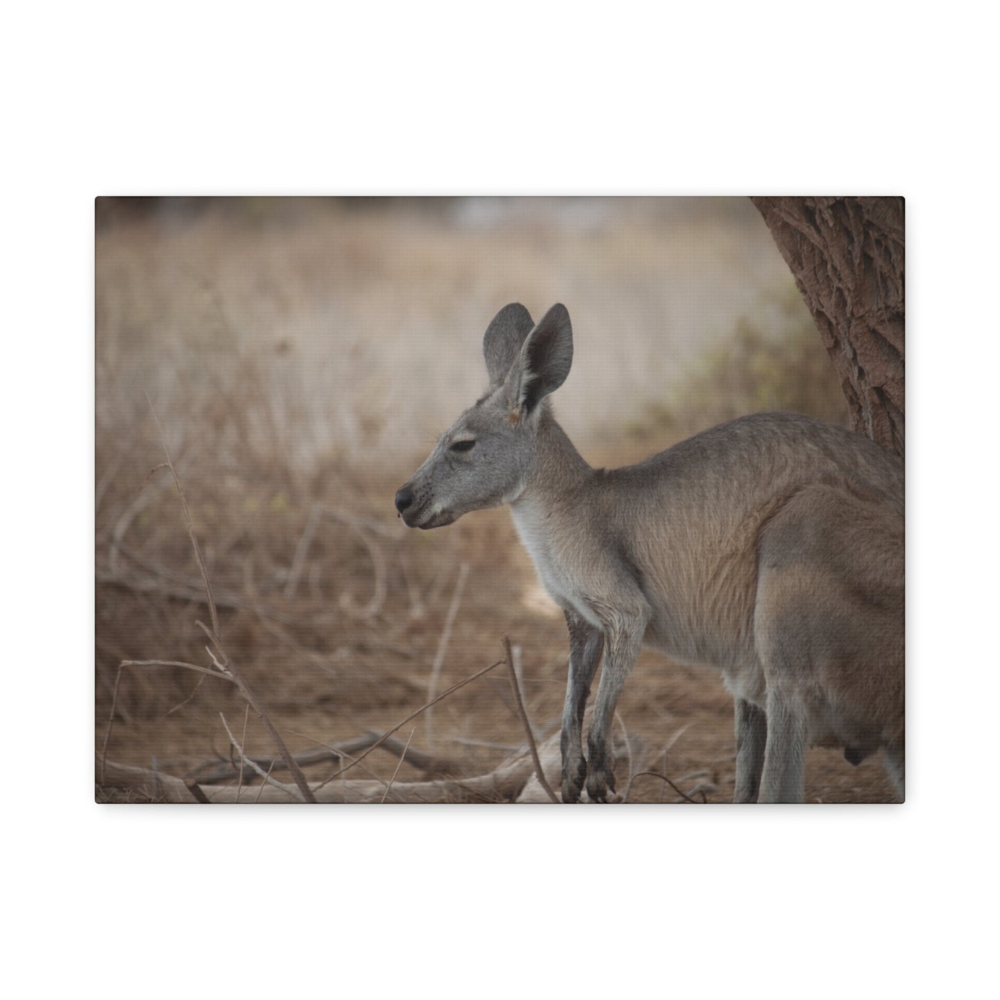 Roo Canvas Print