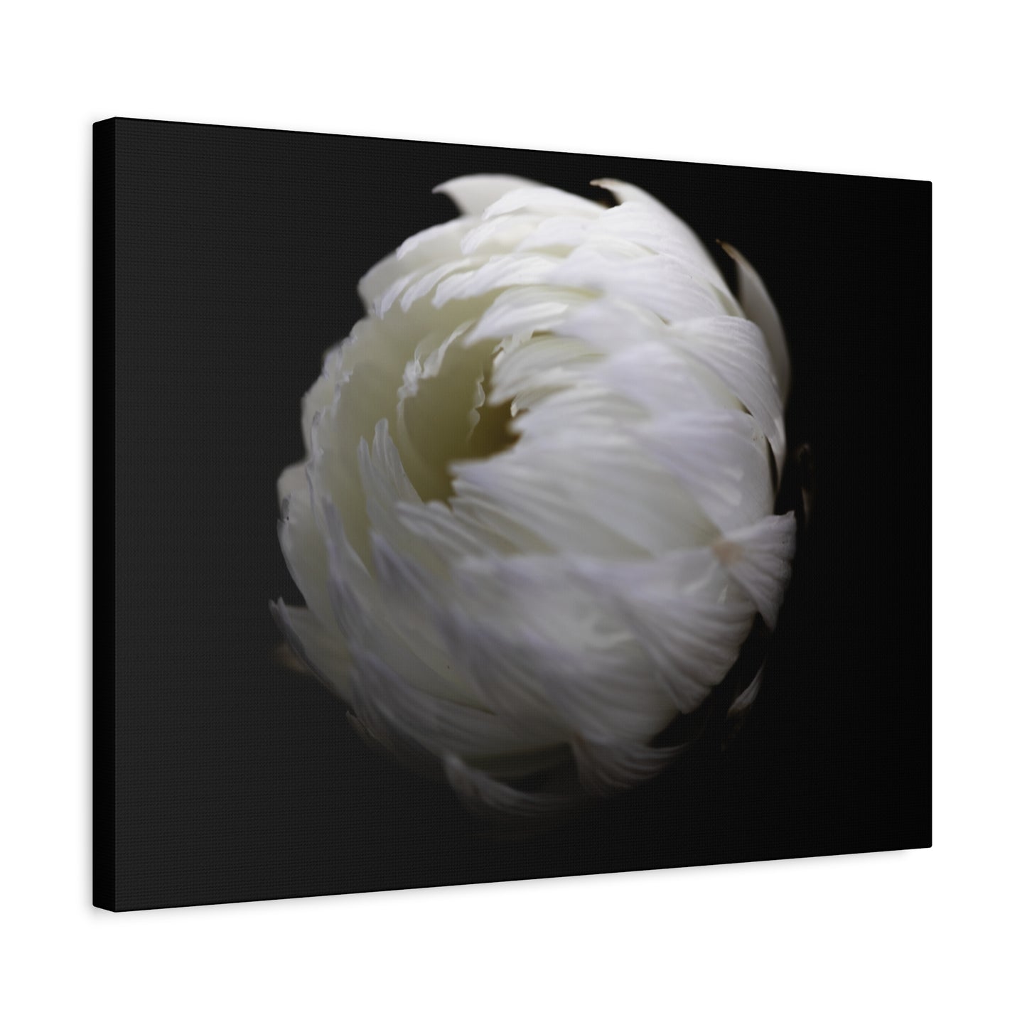 White Paper Daisy Canvas Print