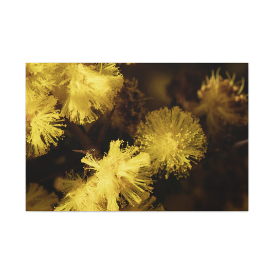 Wattle Canvas Print