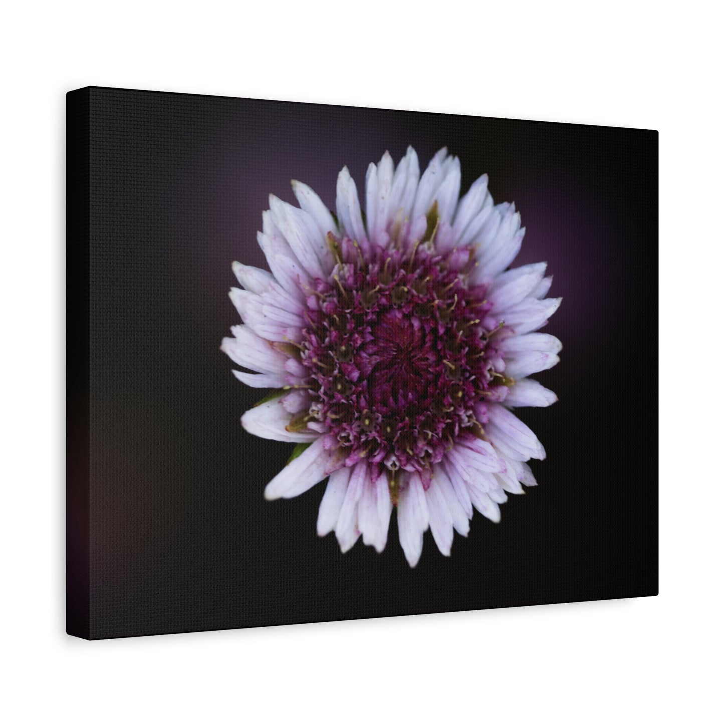 Pink Daisy Canvas Print