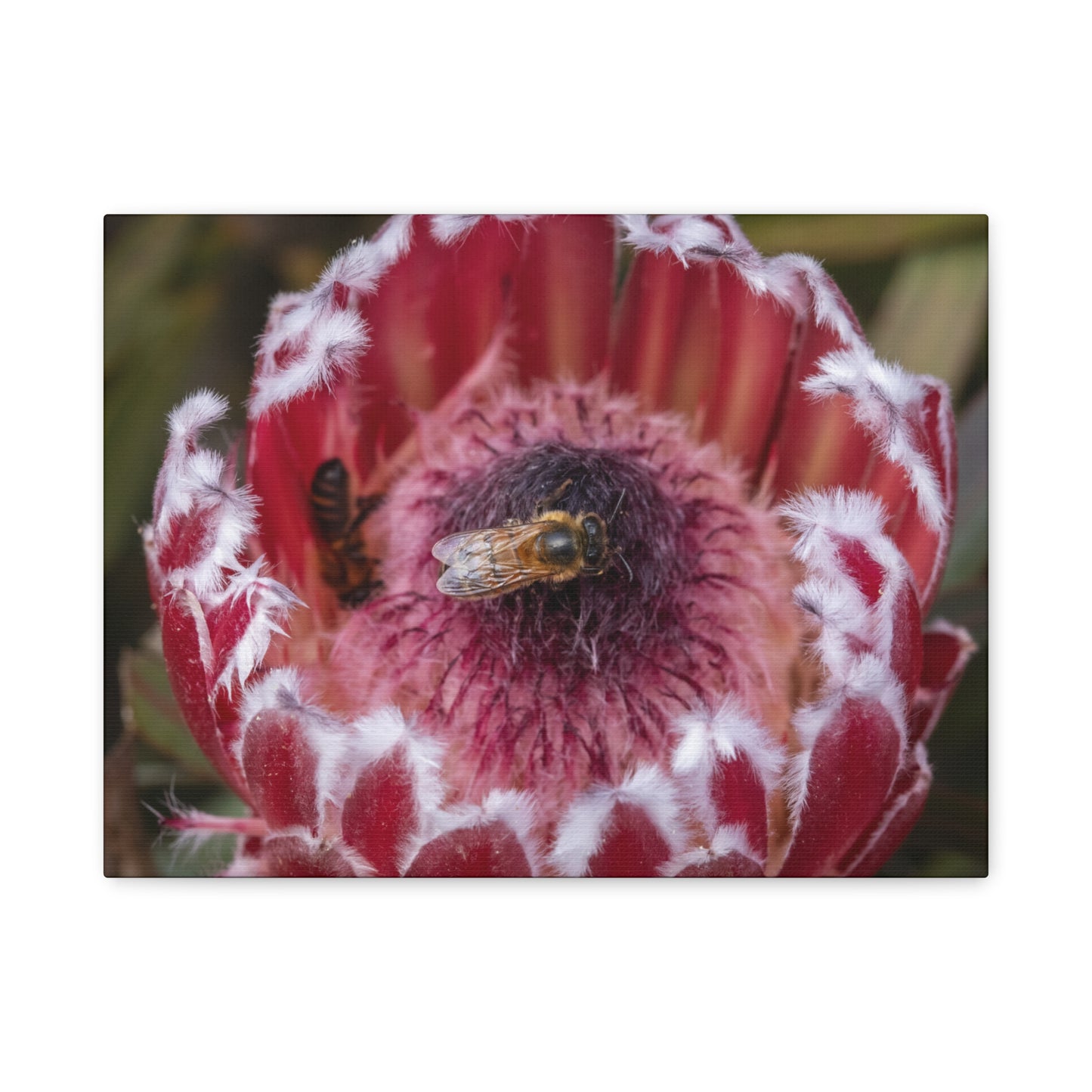 Feeding Bee Canvas Print