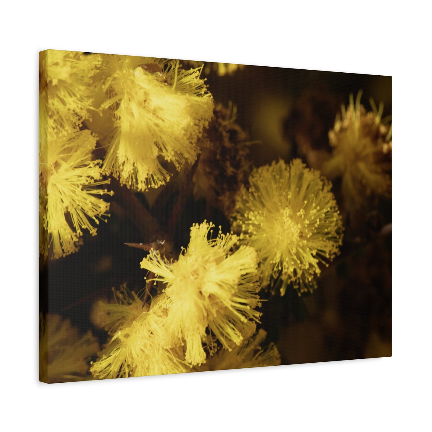 Wattle Canvas Print