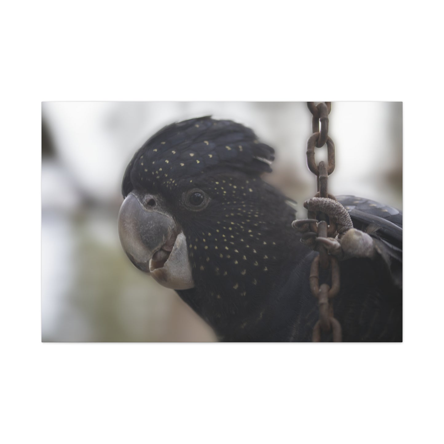 Black Bird Canvas Print