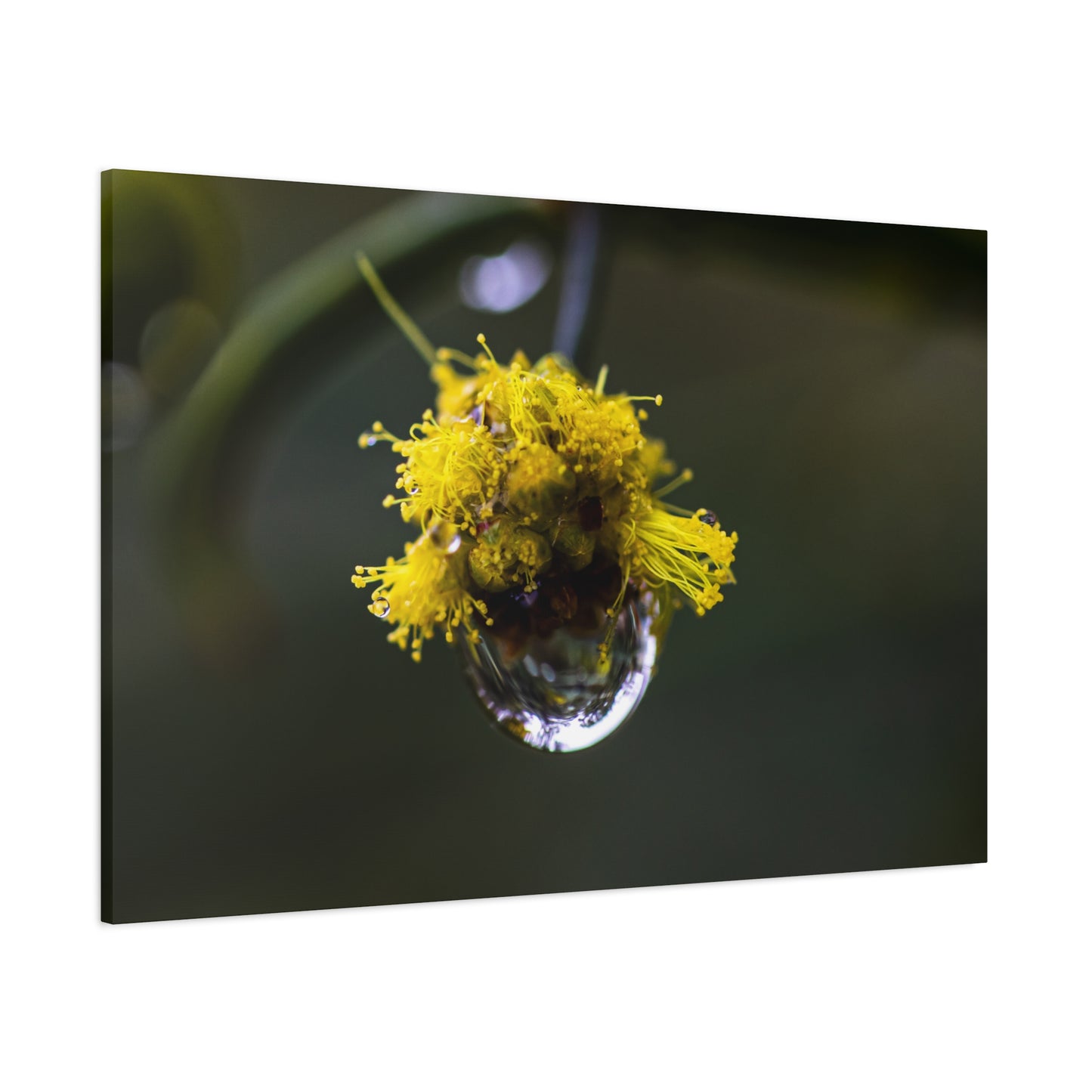 Droplets Canvas Print