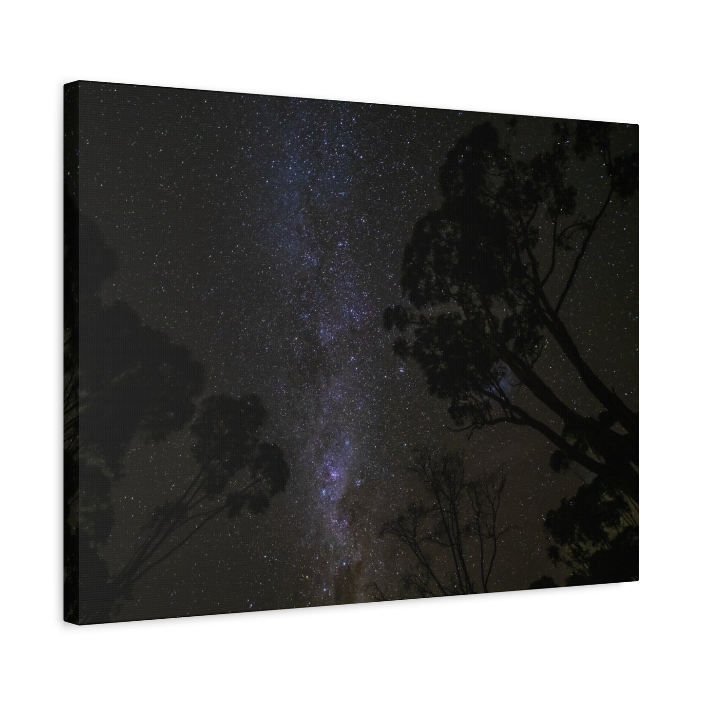 Dryandra Skies 3 Canvas Print