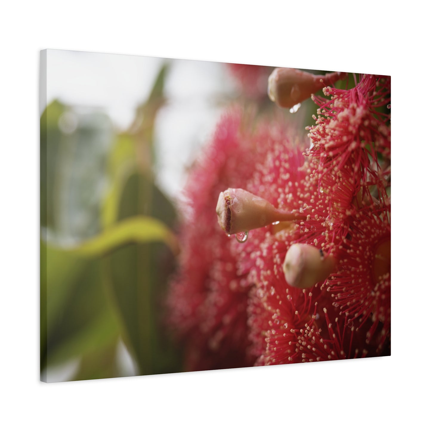 Flowering Gum Canvas Print