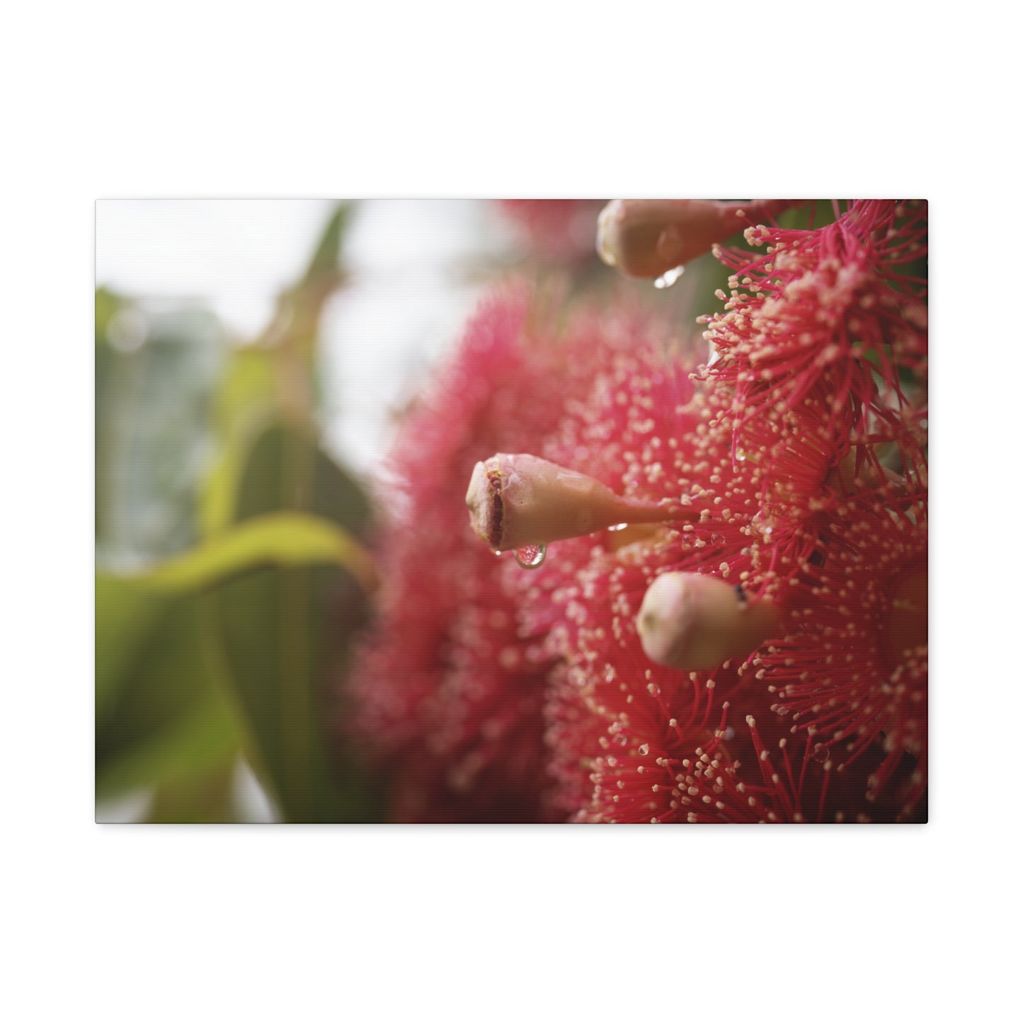 Flowering Gum Canvas Print