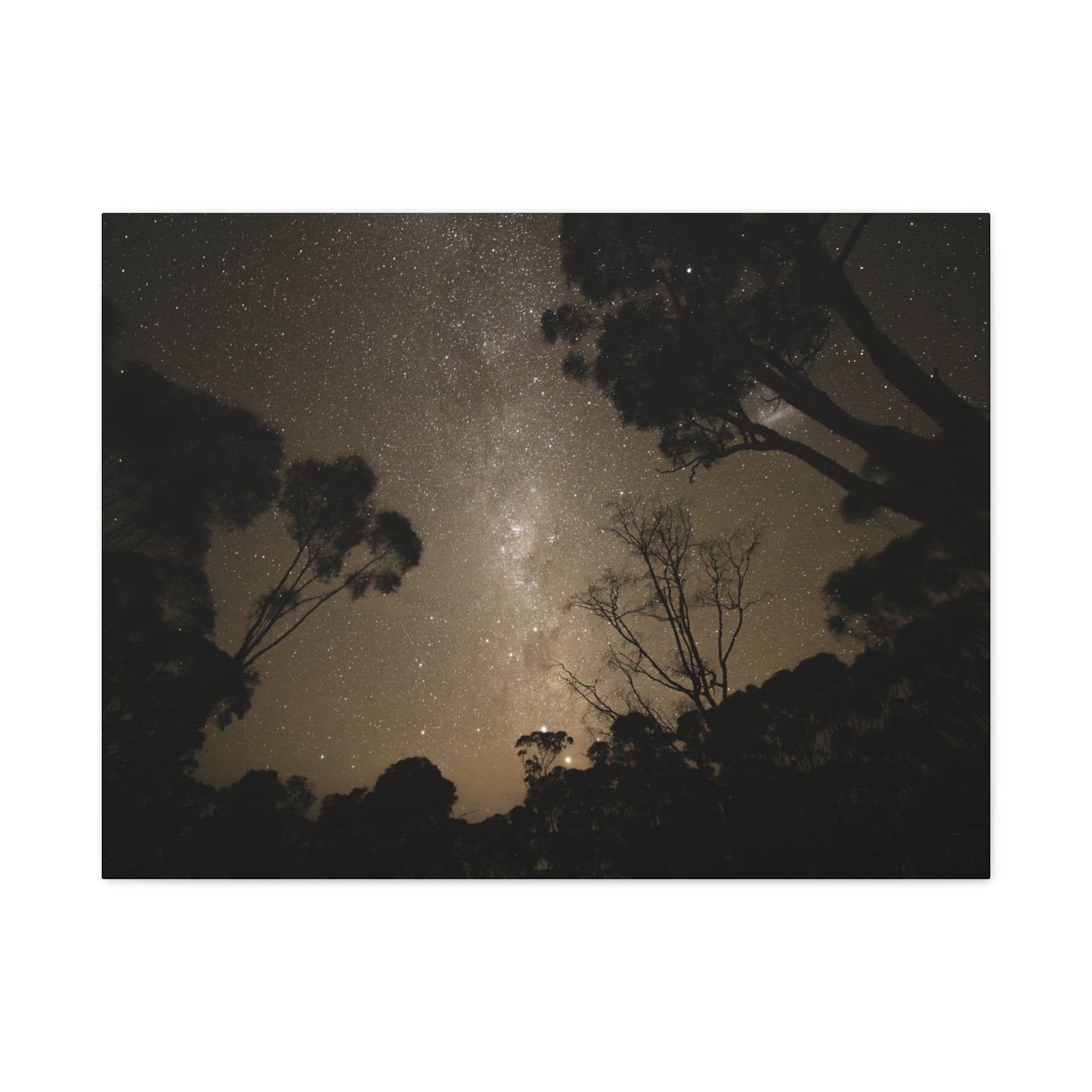 Dryandra Skies Canvas Print