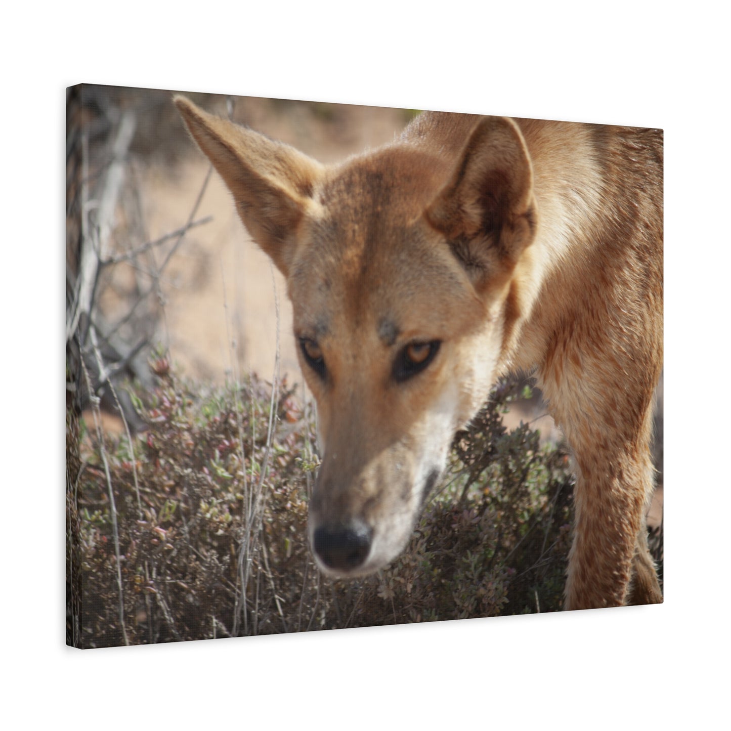 Dingo Canvas Print