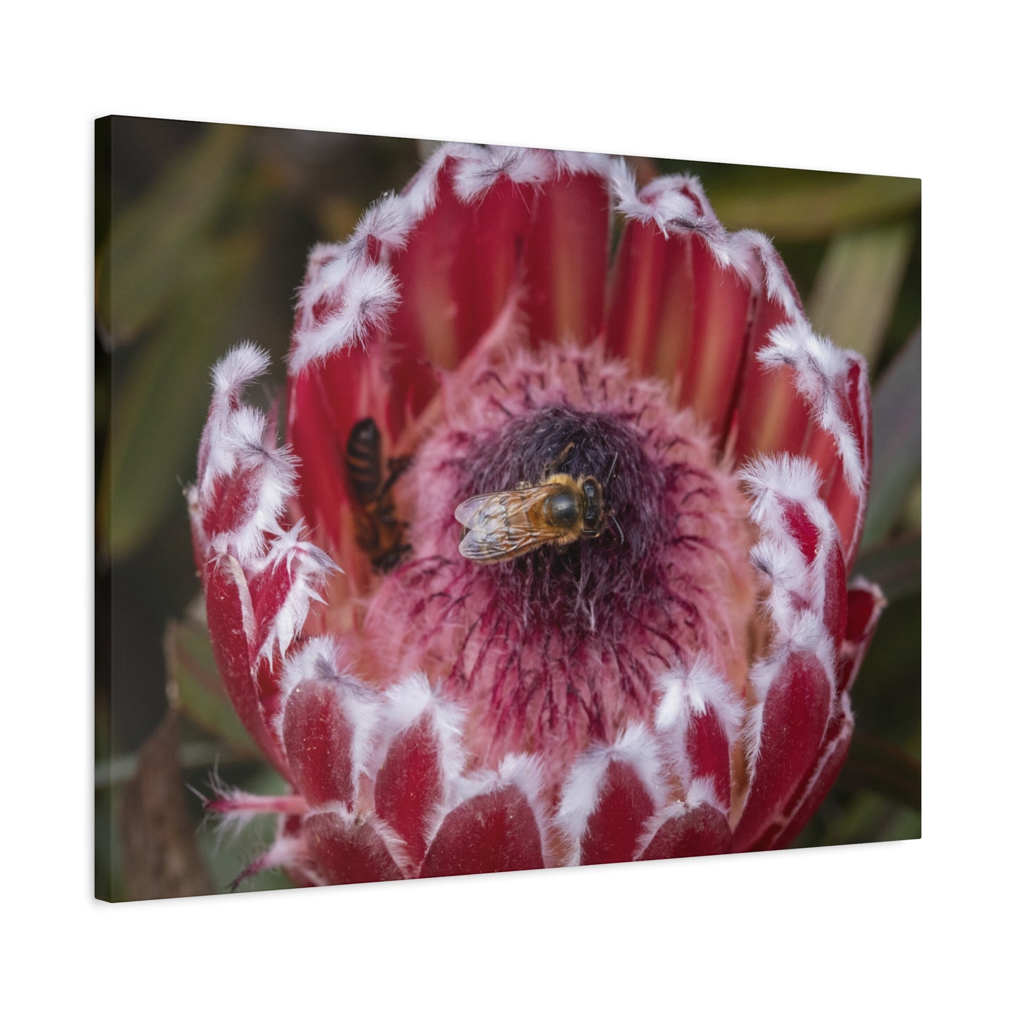 Feeding Bee Canvas Print