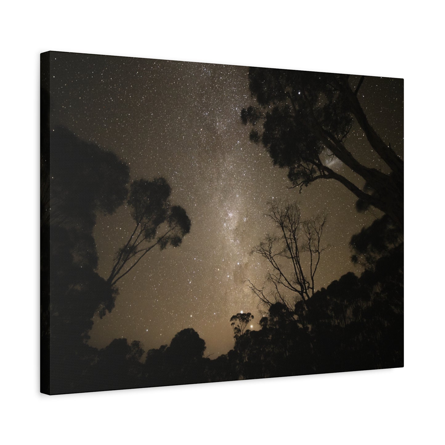 Dryandra Skies Canvas Print