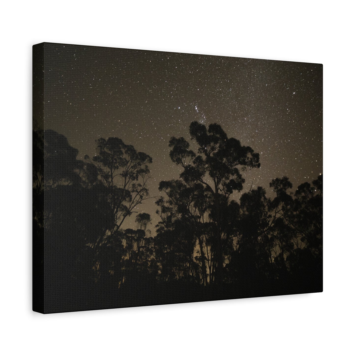 Dryandra Skies 2 Canvas Print