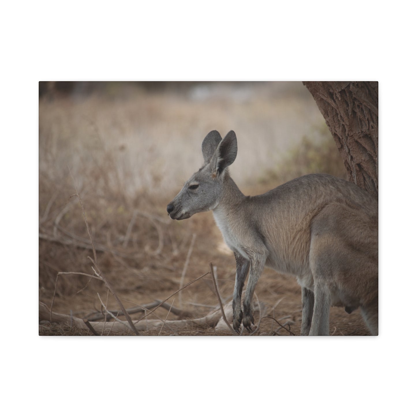 Roo Canvas Print