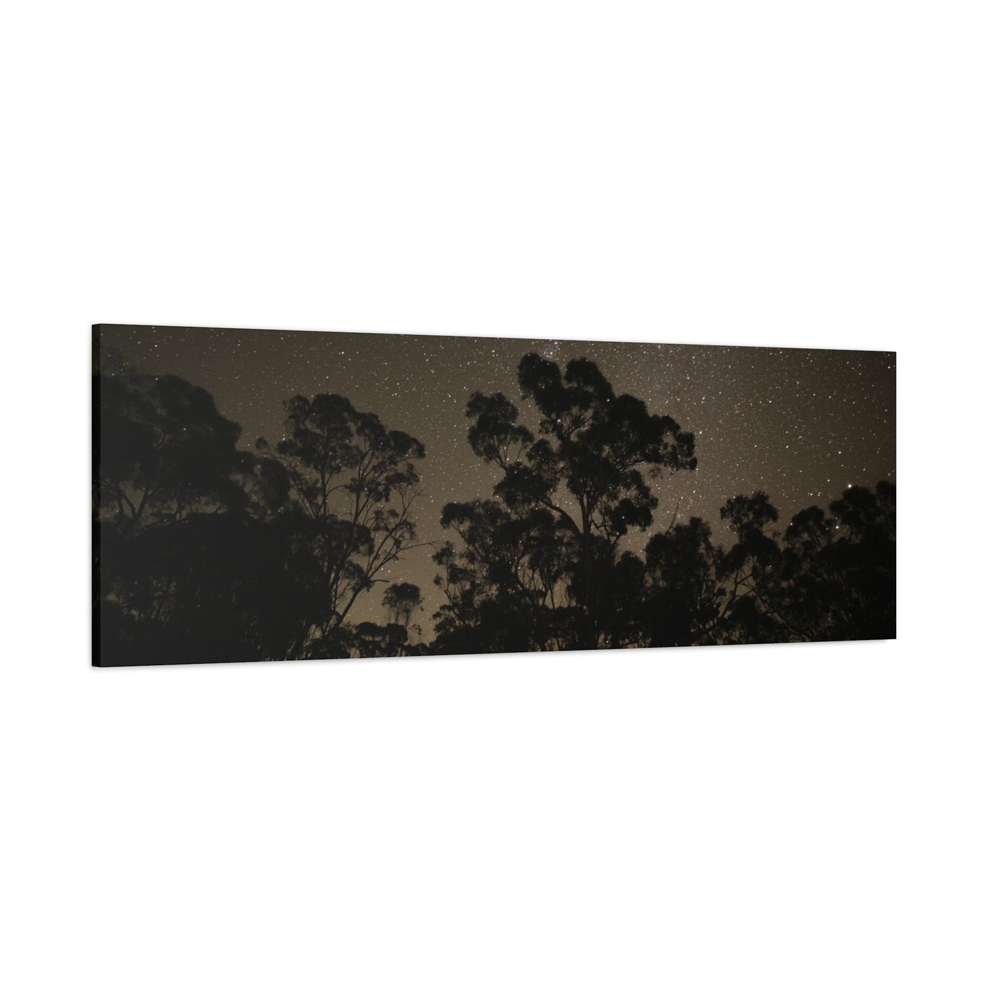 Dryandra Skies 2 Canvas Print