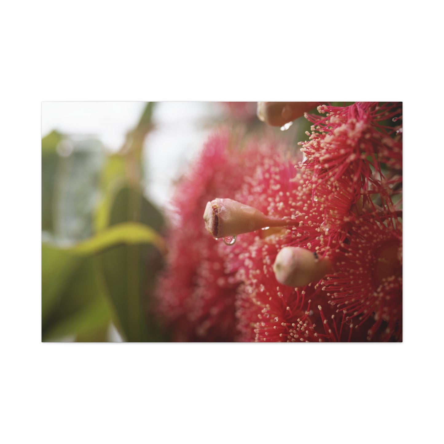 Flowering Gum Canvas Print