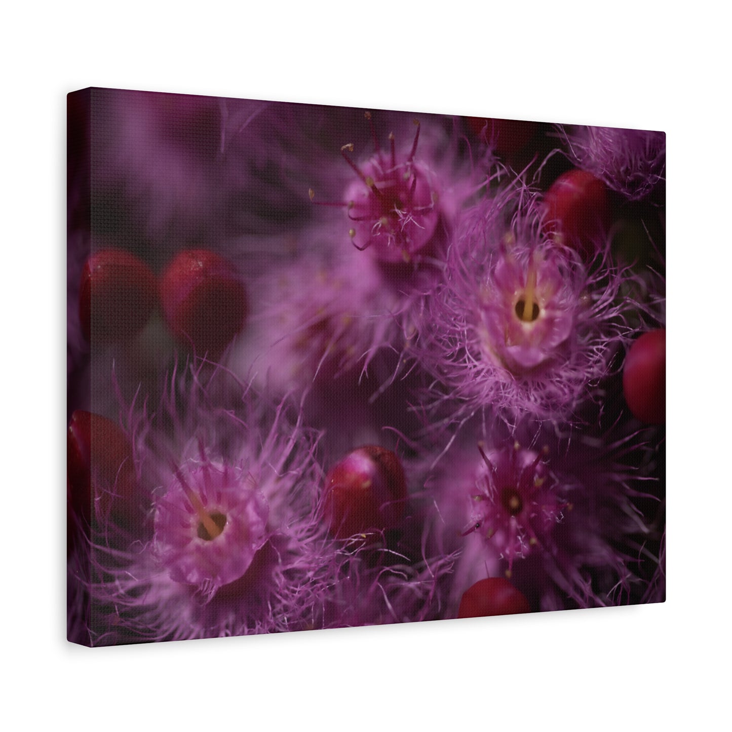 Verticordia Canvas Print