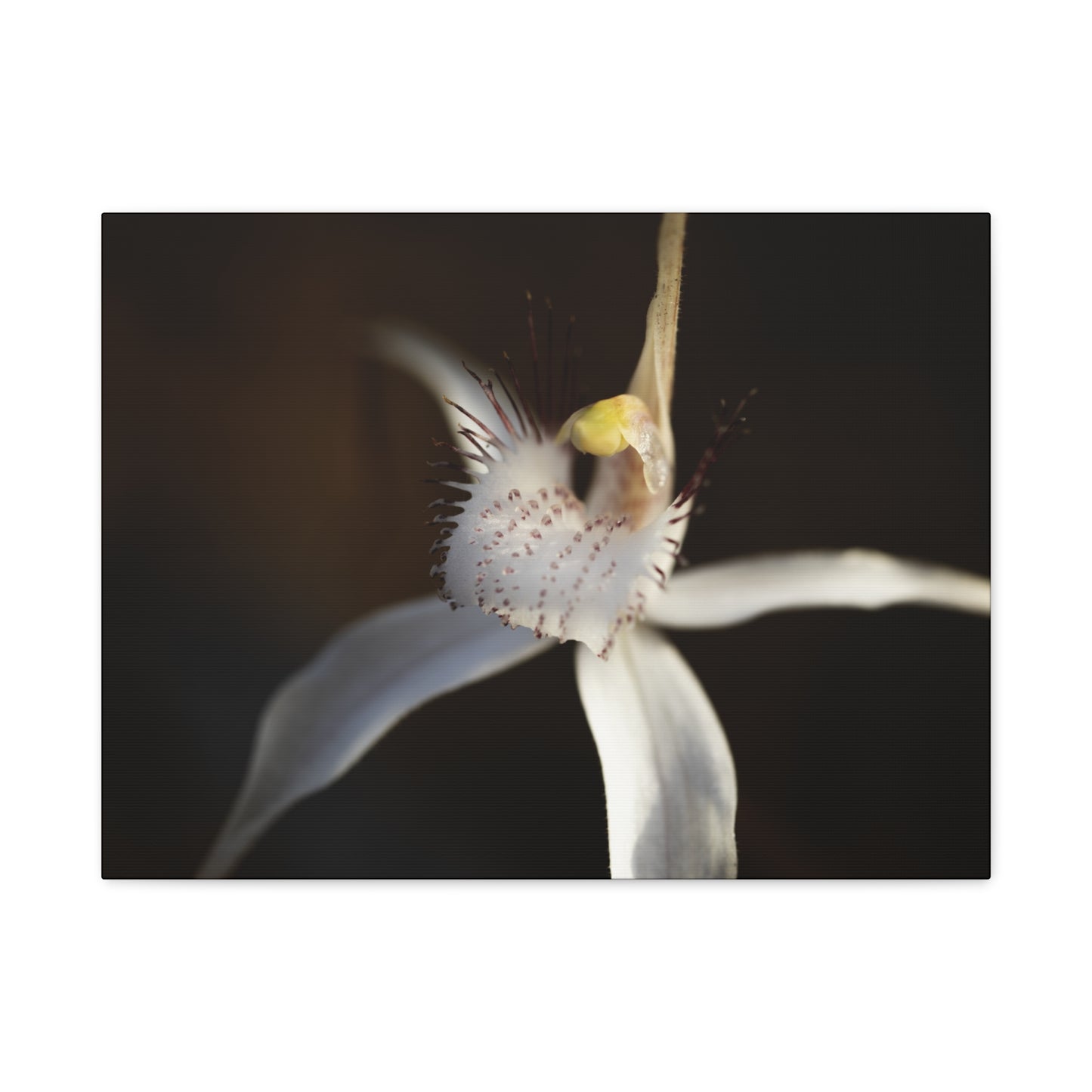 White Spider Orchid Canvas Print