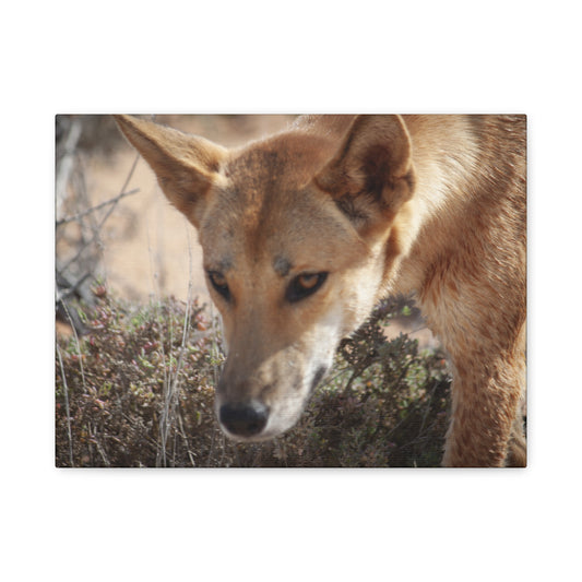 Dingo Canvas Print