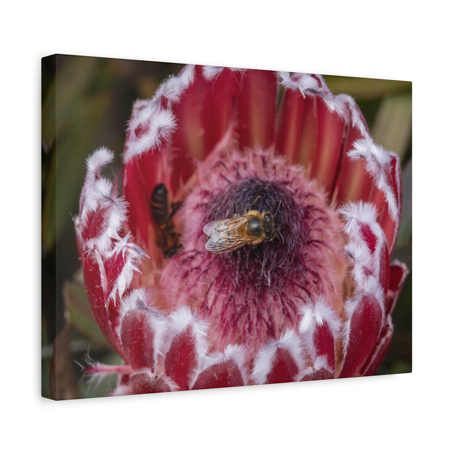 Feeding Bee Canvas Print