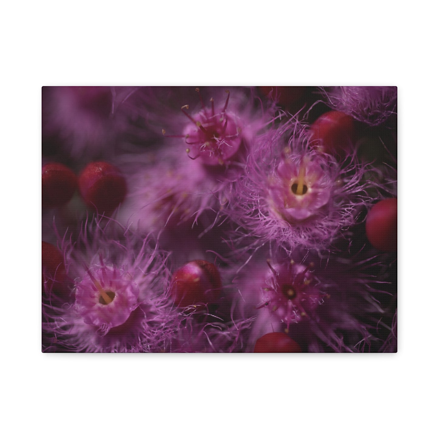 Verticordia Canvas Print