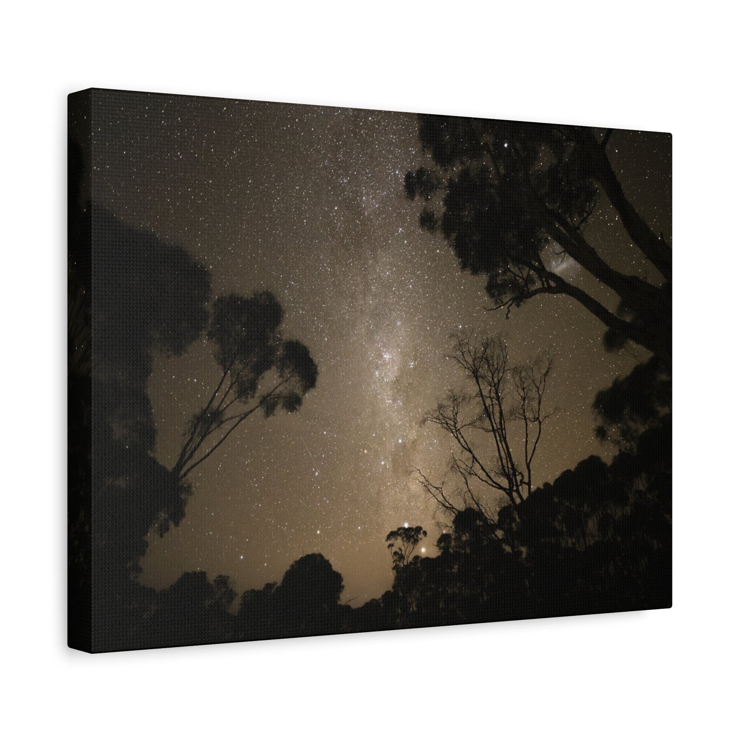 Dryandra Skies Canvas Print