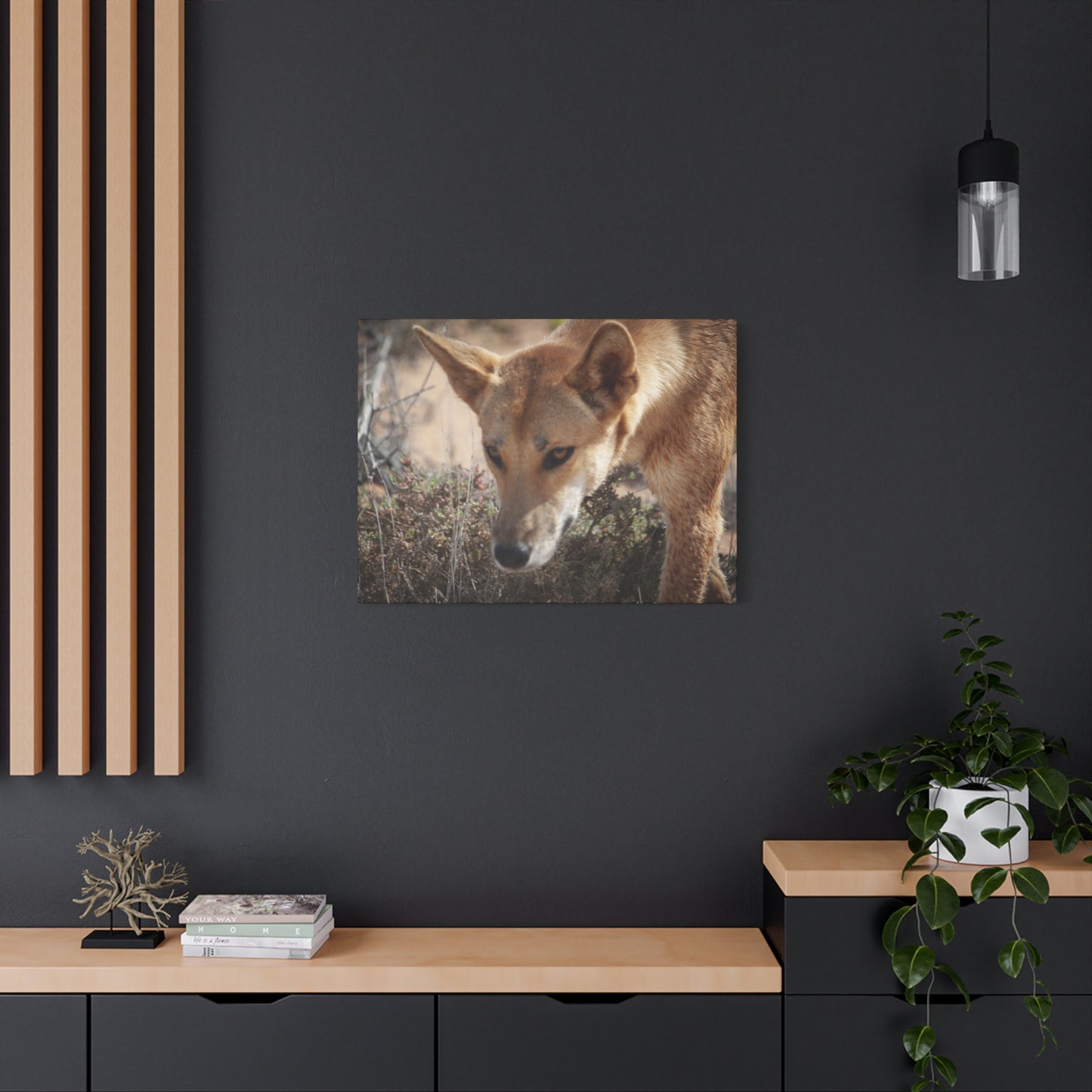 Dingo Canvas Print