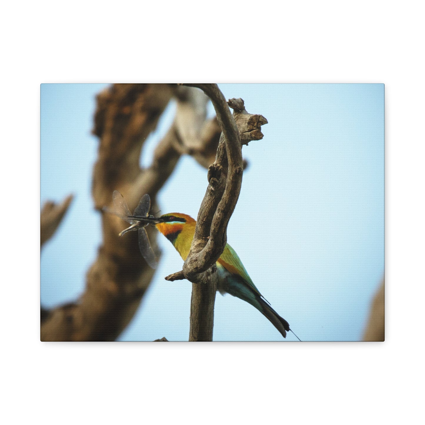 Bee Eater Canvas Print