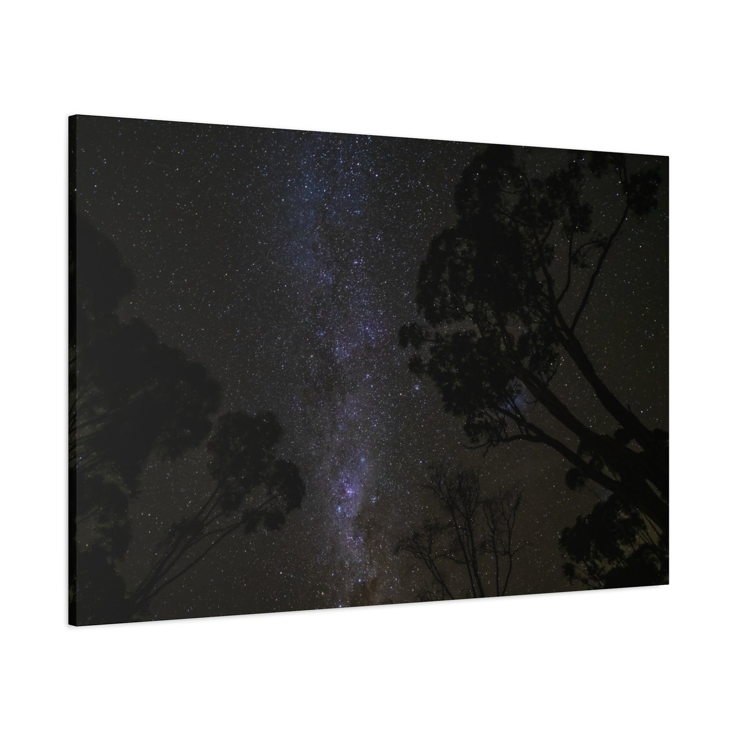 Dryandra Skies 3 Canvas Print